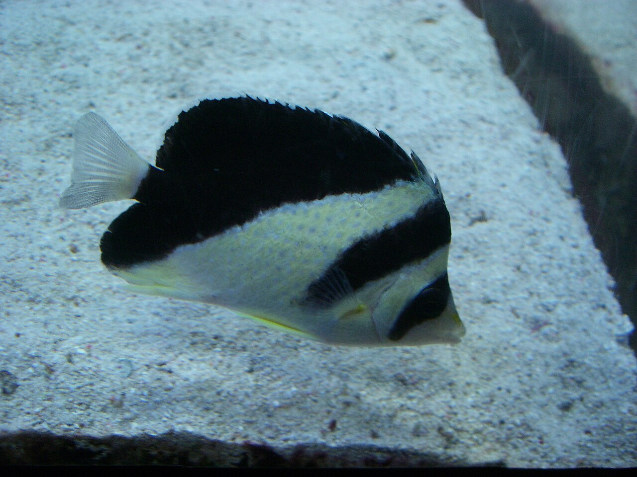 Burgess Butterflyfish