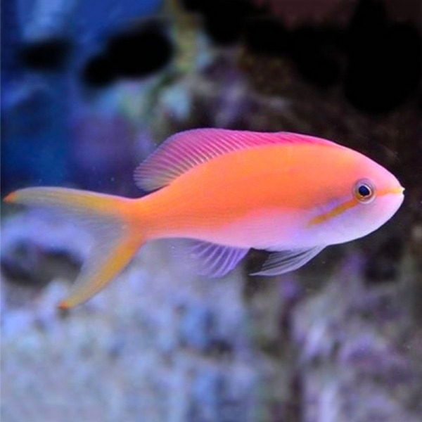 Carberryi Anthias