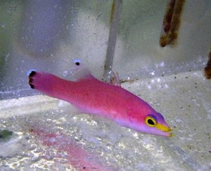 Caribbean Deepwater Cave Basslet