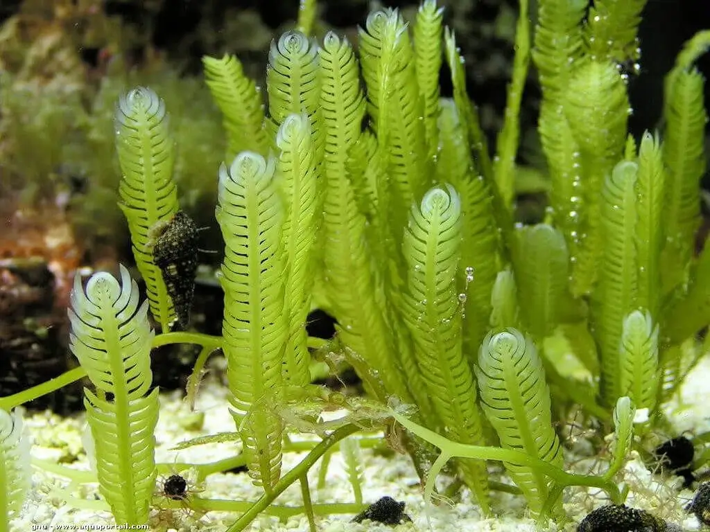 Caulerpa