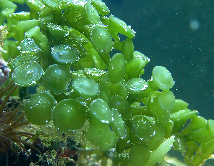 Caulerpa Peltata