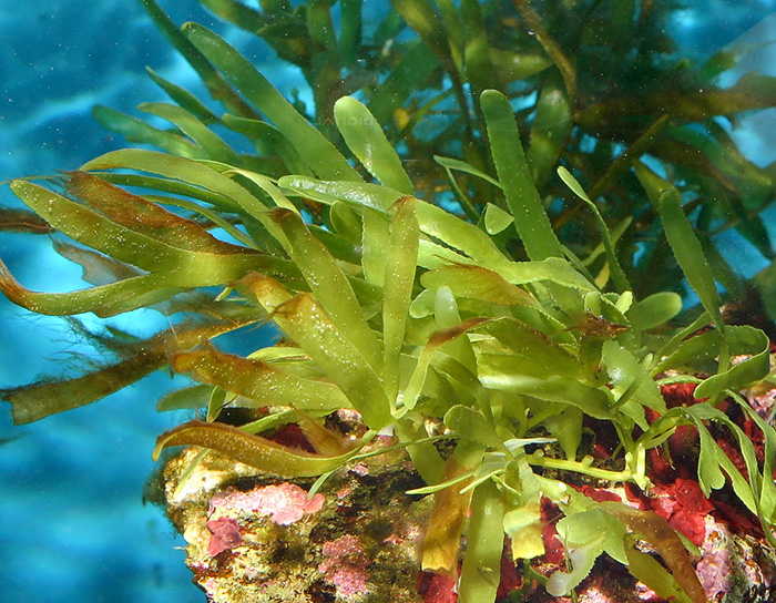 Blade Caulerpa