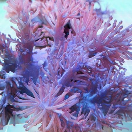 Blue Cespitularia