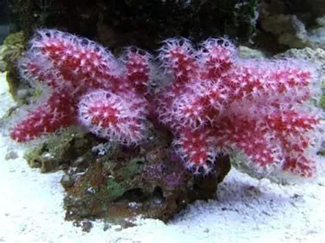 Chili Coral