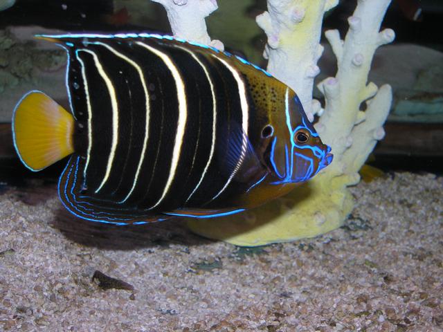 Chrysurus Angelfish