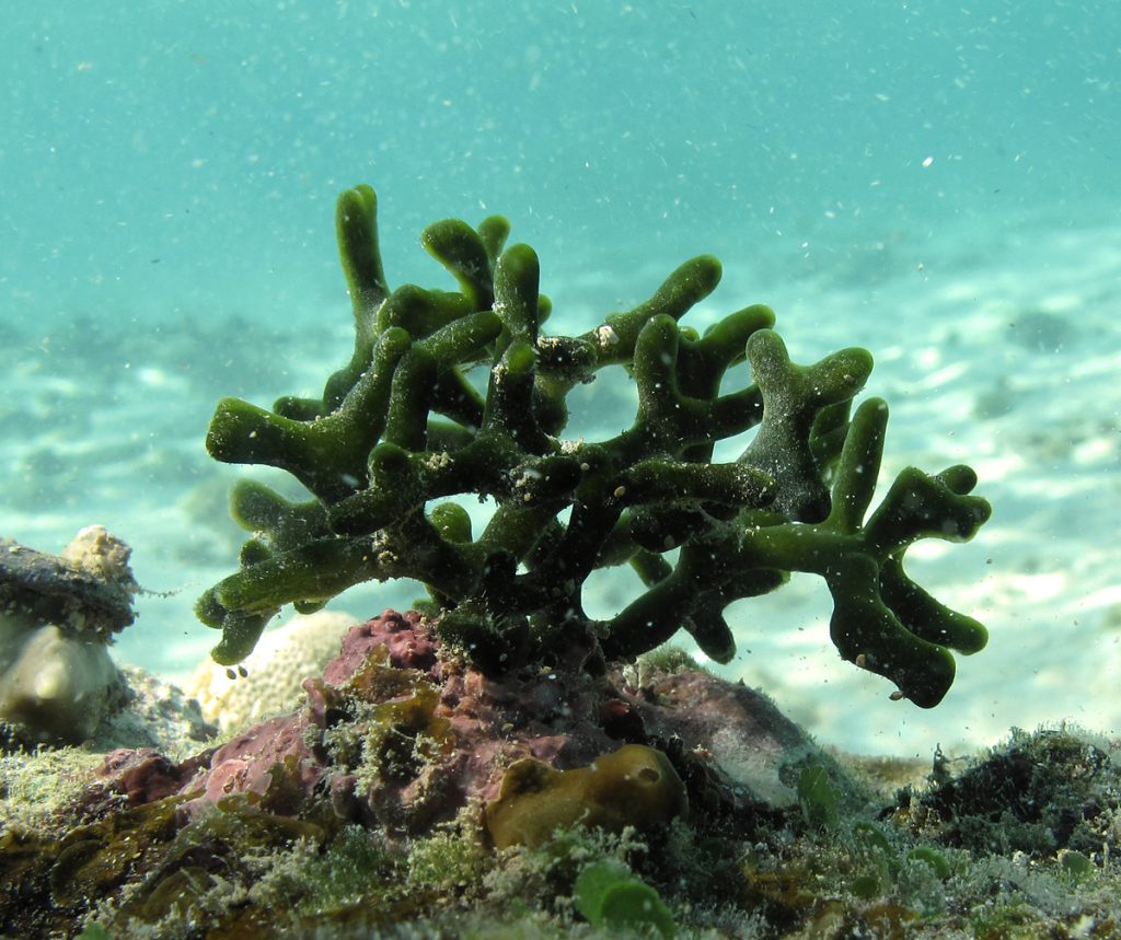 Codium