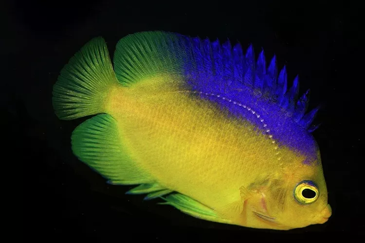 Colin’s Angelfish