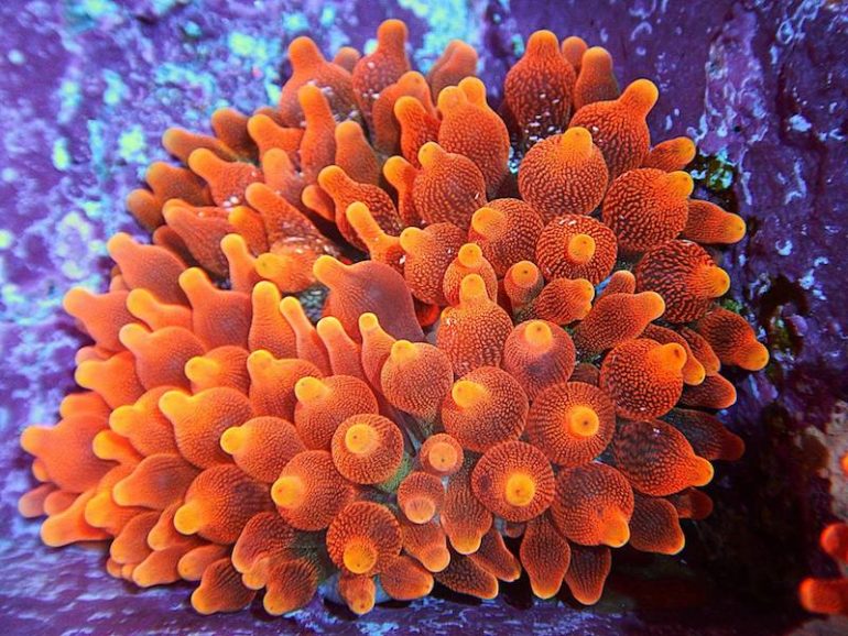 Colorado Sunburst Bubble Tip Anemone