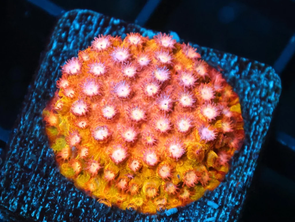 Cyphastrea