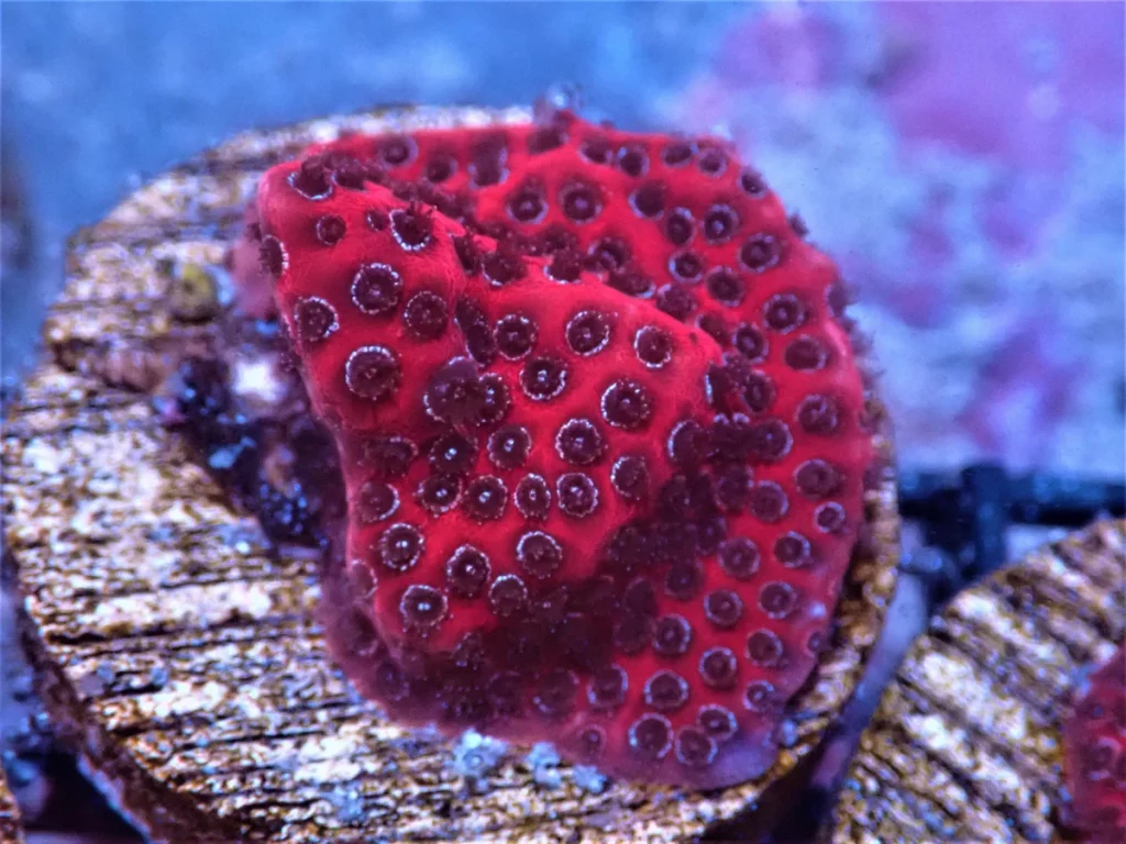 Porites
