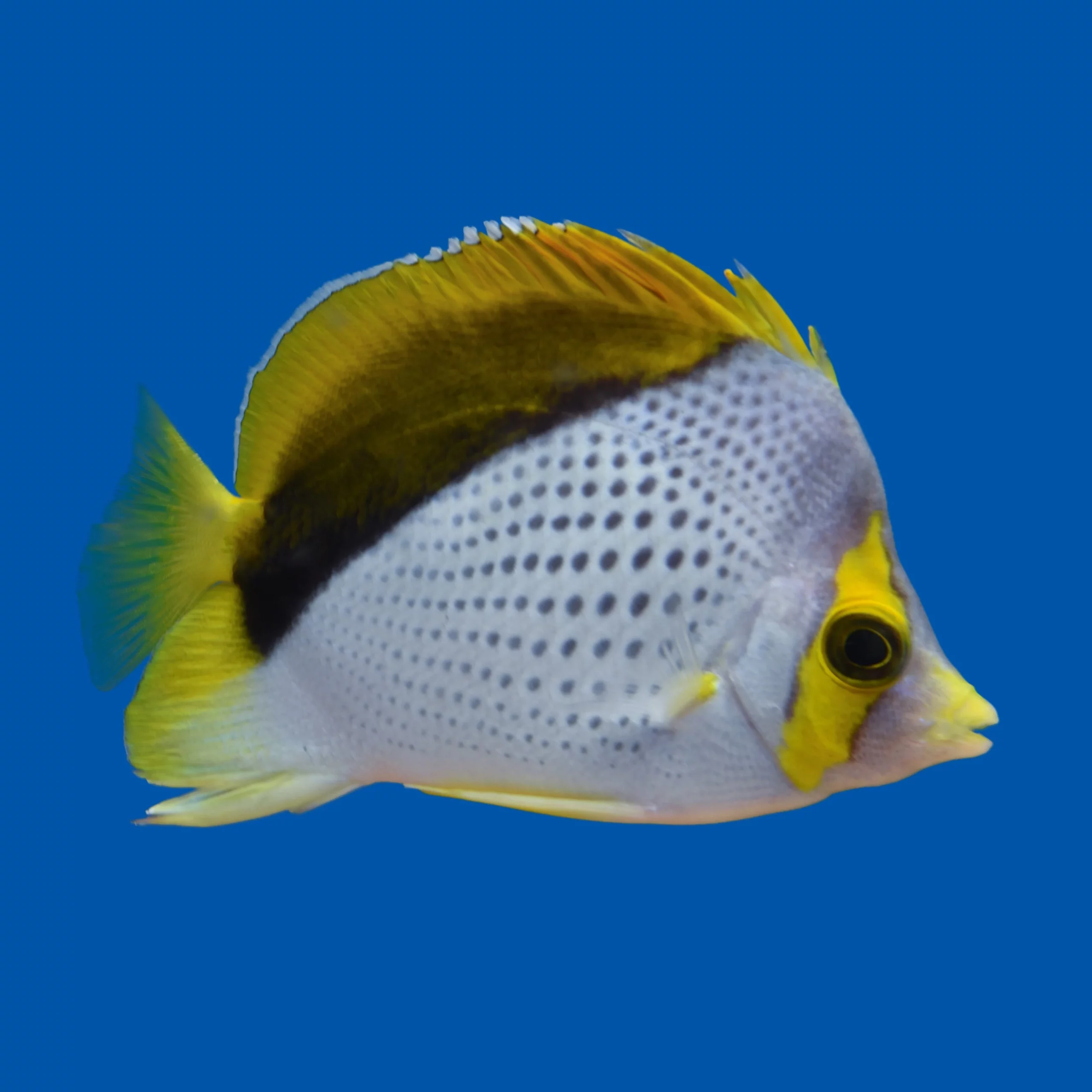 Declivis Butterflyfish