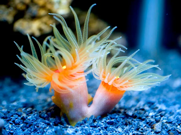 Dendrophyllia
