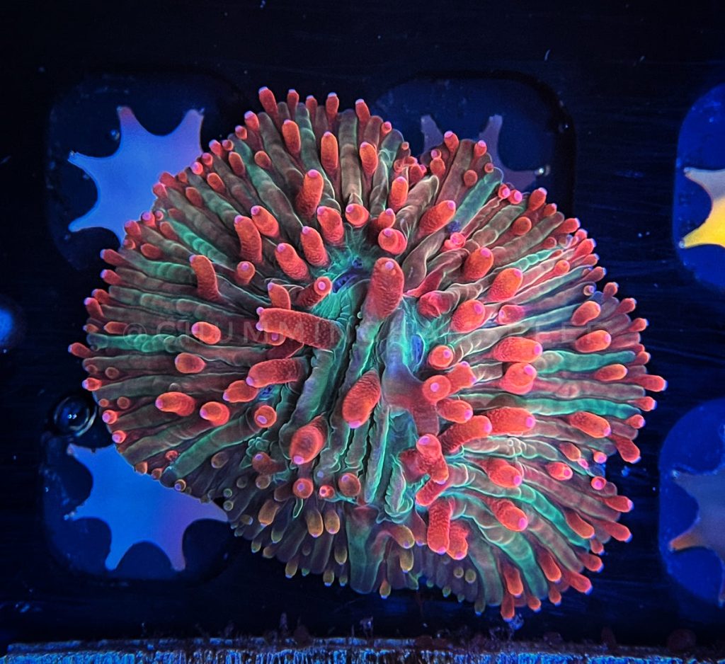 Diaseris Plate Coral