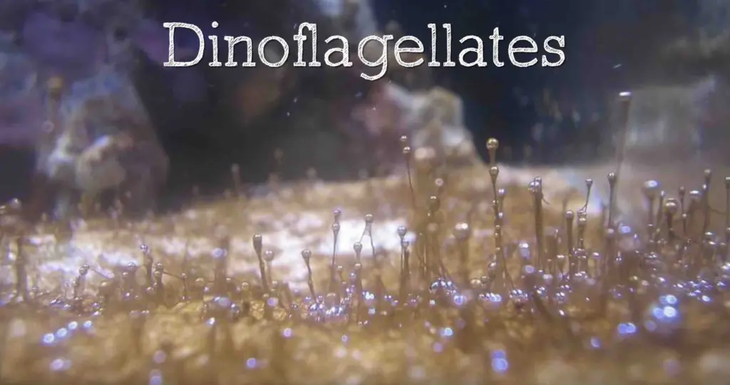 How to Beat Dinoflagellates (Dinos)