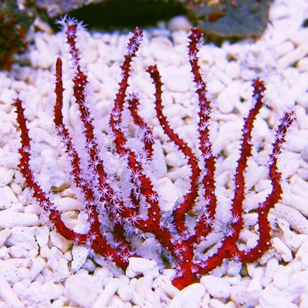 Gorgonians & Sea Fans