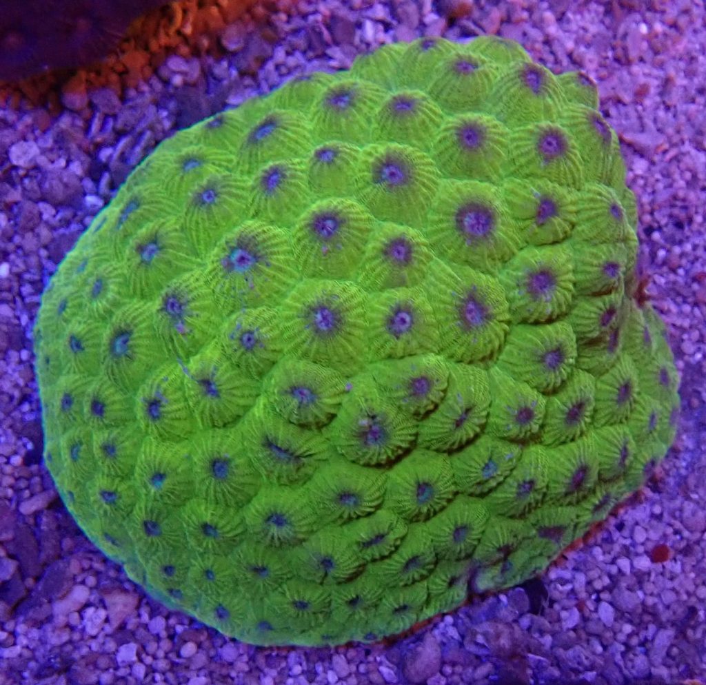 Diploastrea
