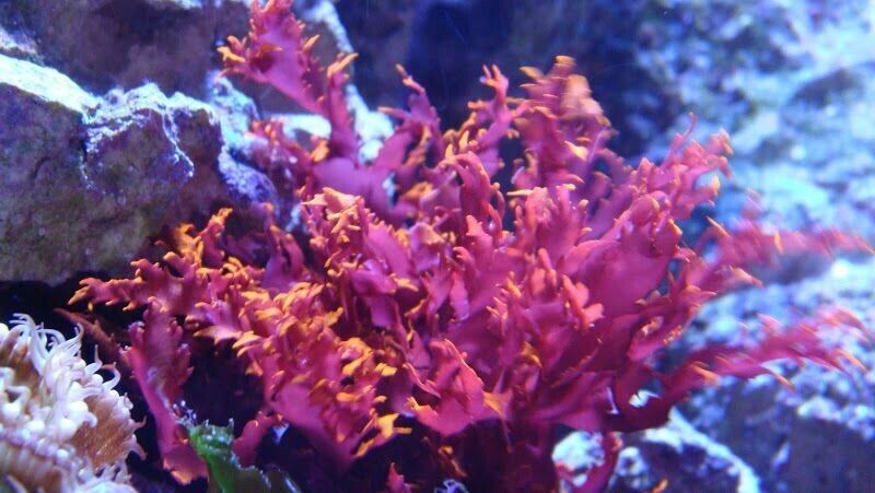 Dragons Breath