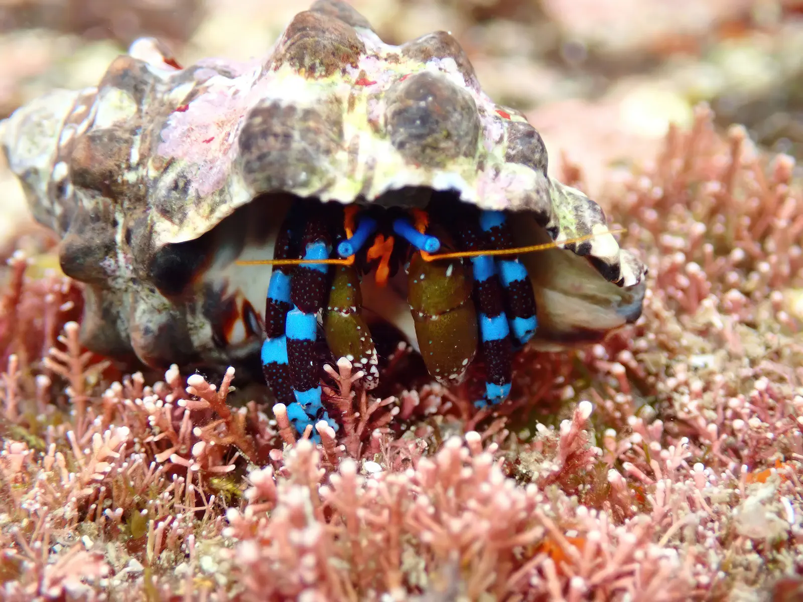 Electric Blue Hermit Crab
