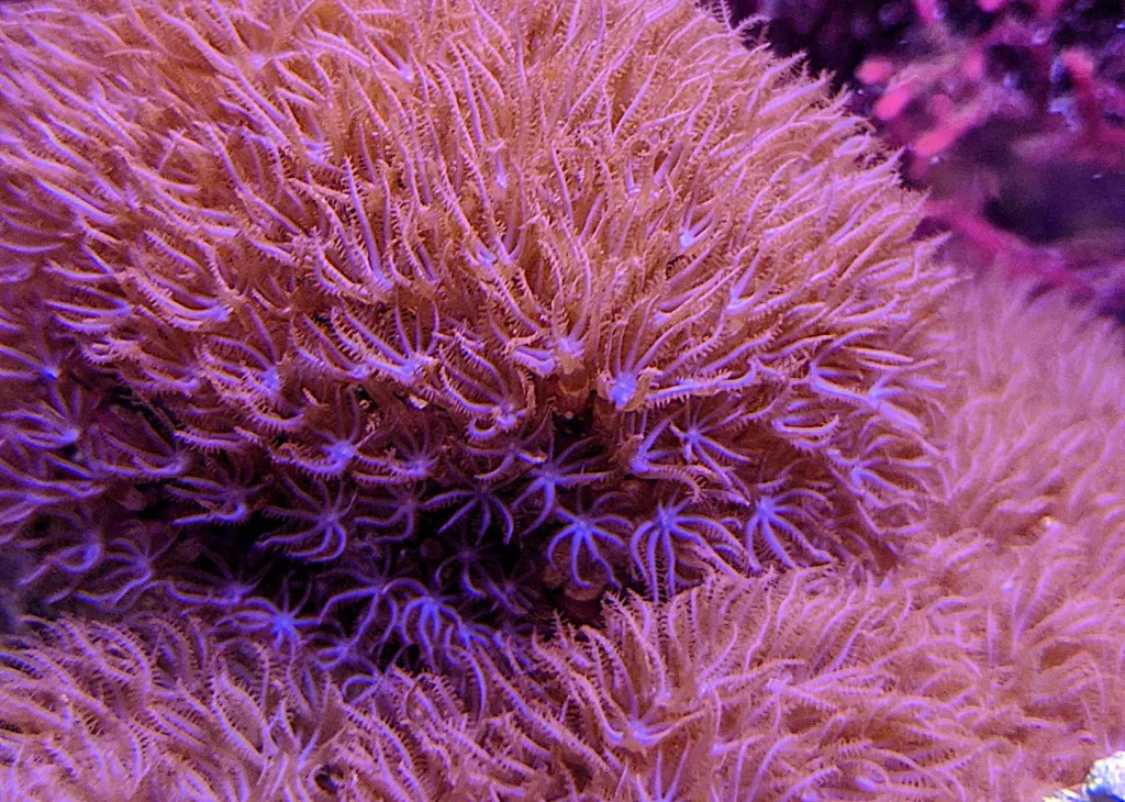 Encrusting Gorgonian