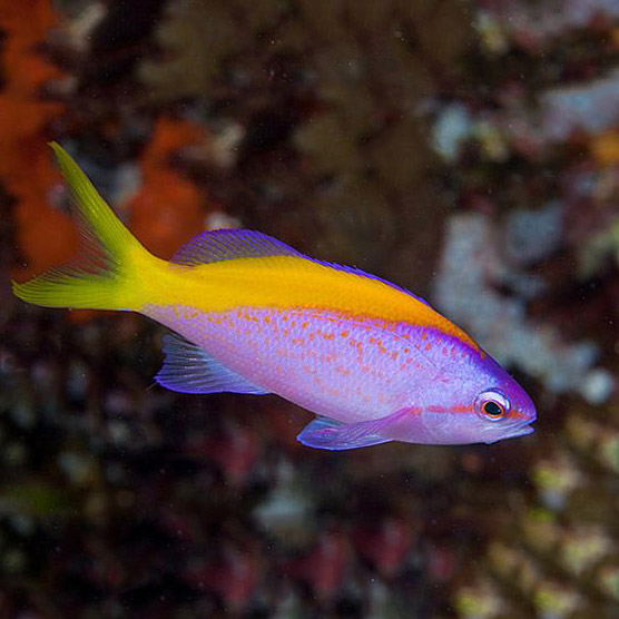 Evansi Anthias