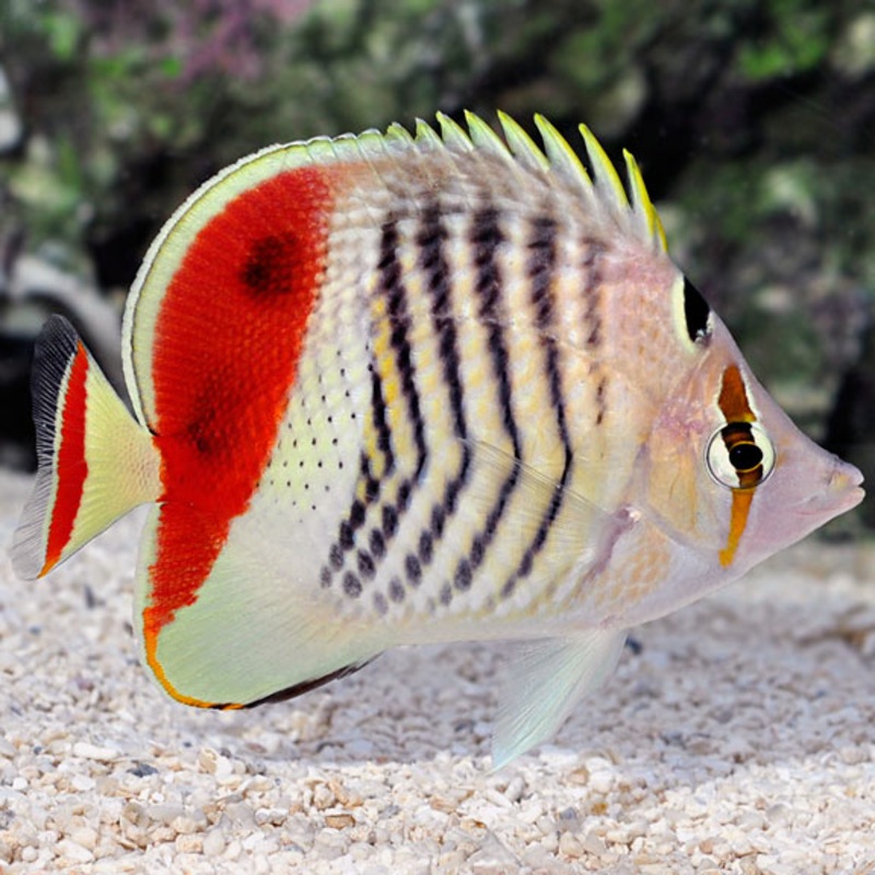 Eritrean Butterflyfish