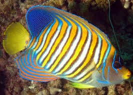 How to Acclimate New Fish