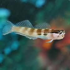 Two-Spot Blenny
