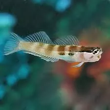Two-Spot Blenny