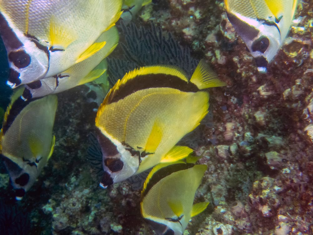 Barberfish