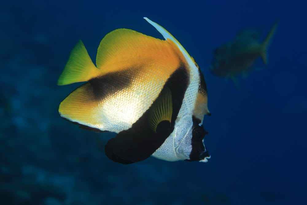 Monoceros Heniochus