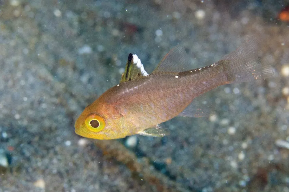 Frostfin Cardinal