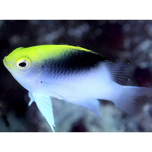 Rolland’s Damsel