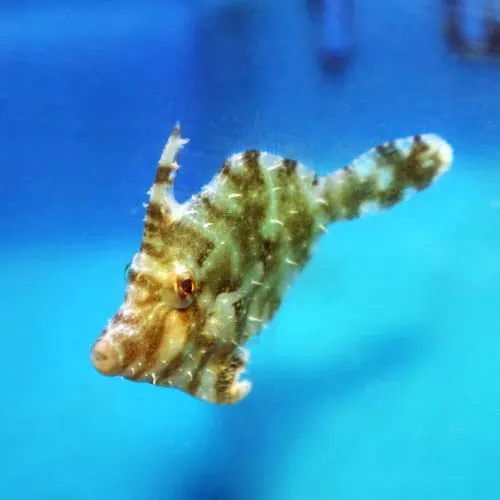Green Filefish