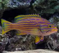 Polleni Grouper