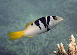 Saddle Grouper