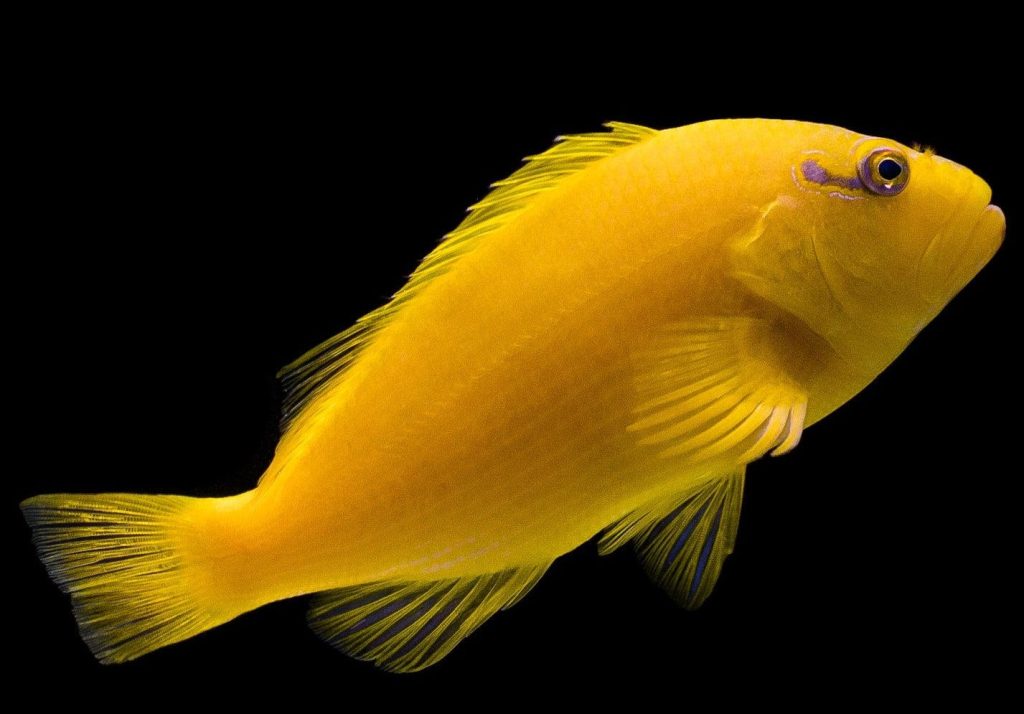 Golden Hawkfish