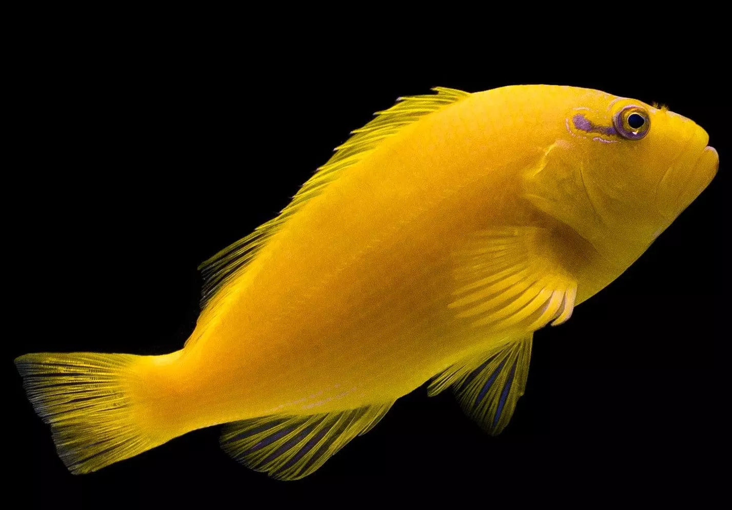 Golden Hawkfish