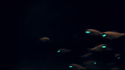 Flashlight Fish
