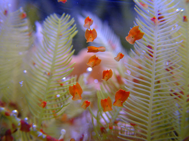 How to Get Rid of Reef Flatworms (Red Planaria)