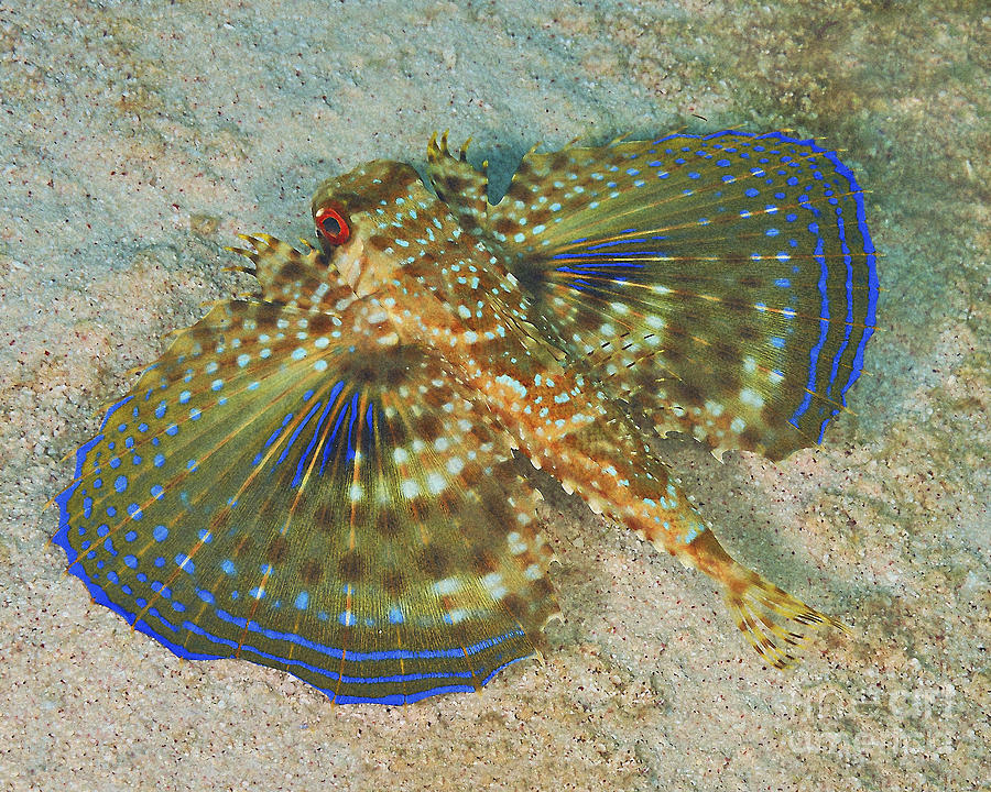 Flying Gurnard
