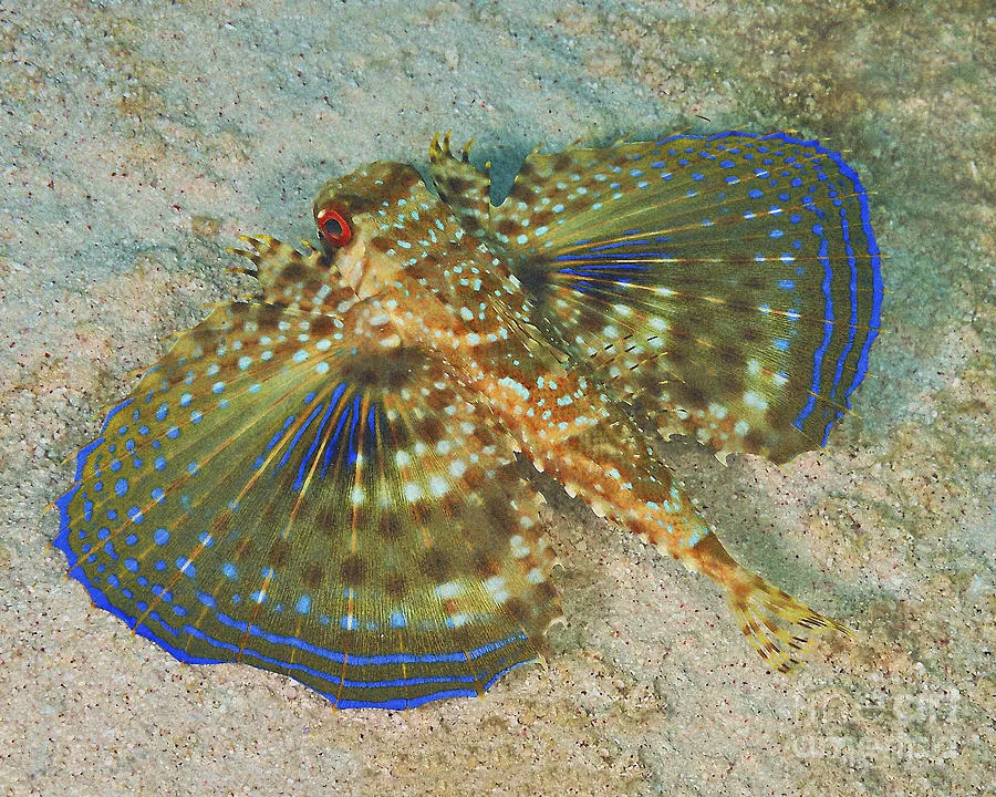 Flying Gurnard