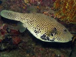 Map Puffer
