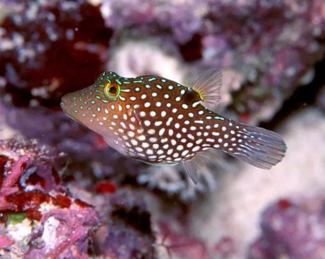 Sharpnose Puffer