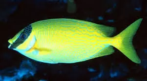 Blue-lined Rabbitfish