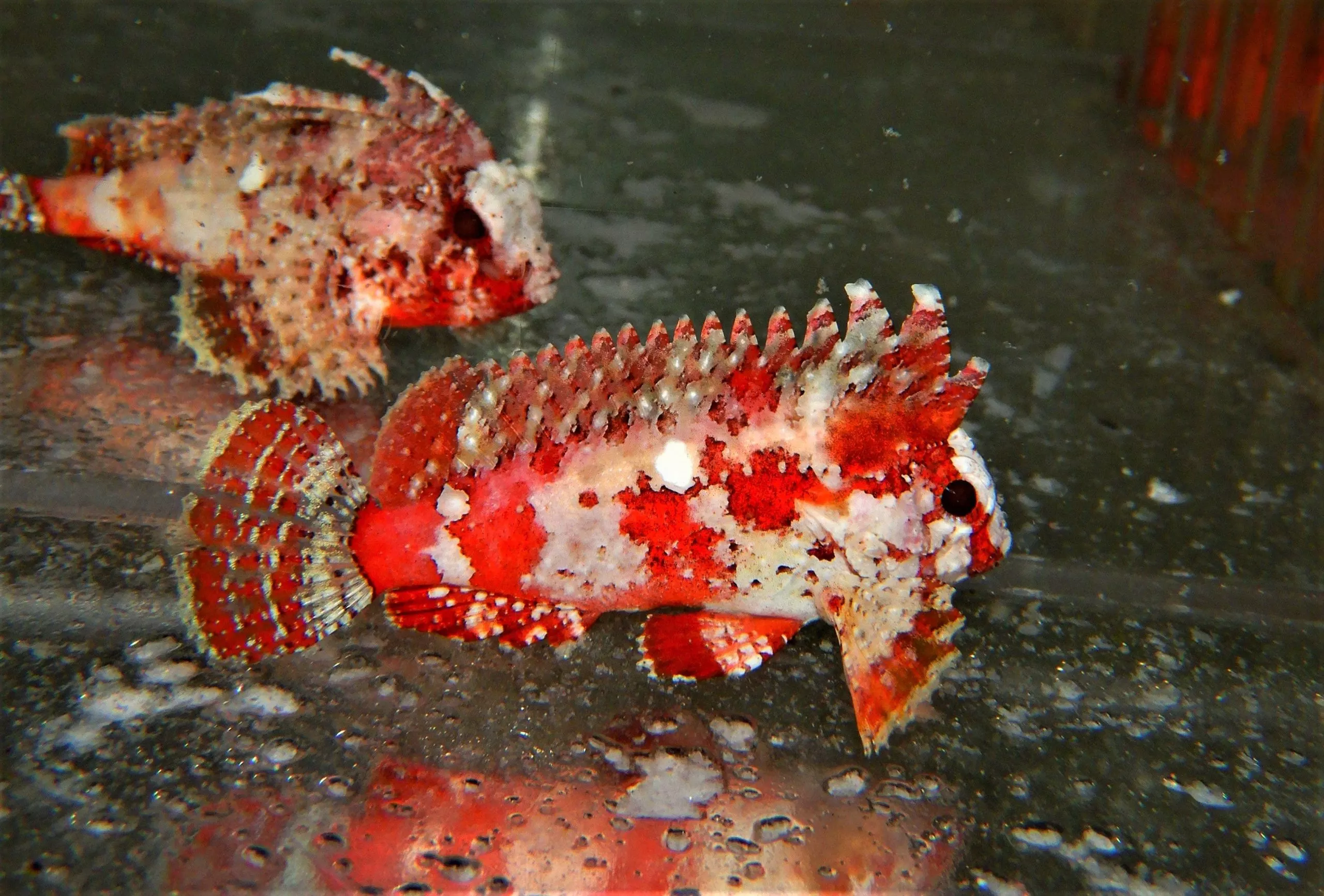 Pygmy Waspfish