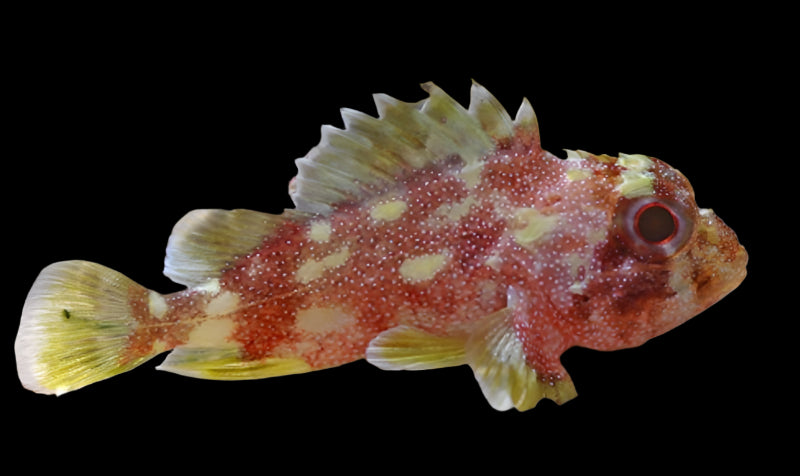Yellow-spotted Stonefish