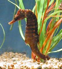 Lined Seahorse