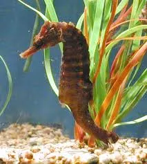 Lined Seahorse