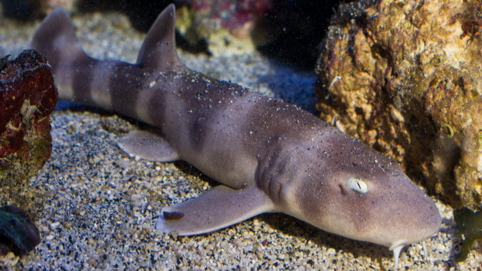 Grey Bamboo Shark