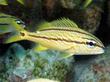 Sweetlips